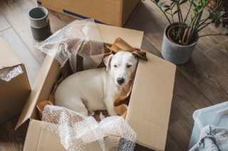 a dog resting in a cardboard box, indicating someone is moving with pets