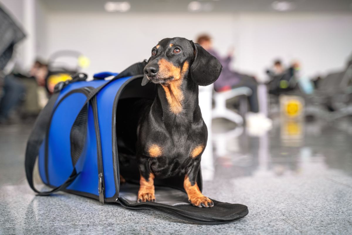 a dachshund dog sitting in a blue pet carrier at an airport, in the process of moving abroad with its owner