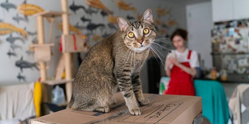 a pretty grey cat sitting on a box that is packed ready to move, while its owner, a young woman, stands in a backdrop